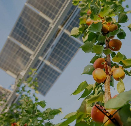 Pannelli fotovoltaici E-Sun installati in agrumeti